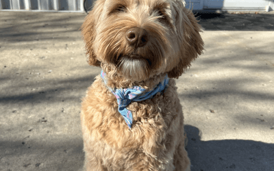 Managing Your Doodle’s Coat